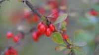 Treating Acne with Barberries