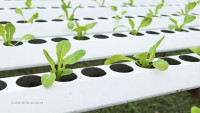 The future of farming will see robots replacing field workers … New robot-run farm factory produces 30,000 heads of lettuce a day