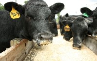 Study: GMO Corn Shown to be Hazardous to Health of Farm Animals