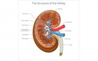 How to Prevent and Treat Kidney Problems With Food