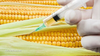 Drug-producing GM corn to be grown in California despite lack of evidence showing safety