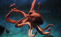 Octopus Genome as Large as Human Genome