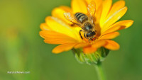 Wild bees, butterflies and other pollinators are on the path to extinction if we don’t stop poisoning them