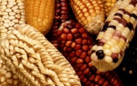 59 Indigenous Corn Varieties at Risk as Monsanto Eyes Mexico