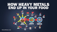 Health Ranger releases stunning infographic showing how heavy metals end up in the food supply due to industrial pollution