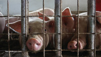 Hog farm workers carry antibiotic-resistant bacteria with them home from work