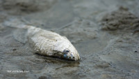 Mercury levels on the rise in California rivers could pose threat to wildlife and agriculture