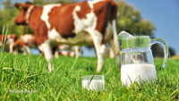 FDA-approved pasteurized milk to blame for rise in allergies and weakened immune function