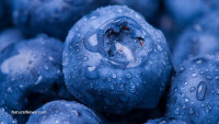 Miracle compound found in blueberries prevents dementia and Alzheimer’s