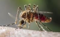 Frankenmosquitoes About to Be Released in Florida