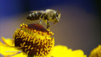 A world in crisis: 57 different pesticides found in honeybee populations around the globe