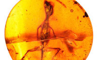 Amber-Encased Lizards Showcase Recent Creation