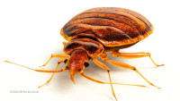 Bed bugs now developing super resistance to pesticides, resulting in SUPER BED BUGS that just won’t die