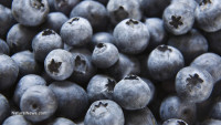 Blueberries shown to boost brain activity in advanced Alzheimer’s patients