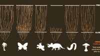 On the Origin of Eukaryotic Species’ Genotypic and Phenotypic Diversity