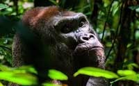 Monkey Business in the New Gorilla Genome