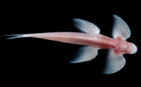 Wall-Climbing Cave Fish: Evolutionary Intermediate?