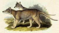 Tasmanian Tigers: Extinct or Elusive?