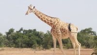 Genes Hold the Giraffe’s Head Up High