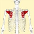 Shoulder Pain: Natural Remedies For Joint Pain Relief