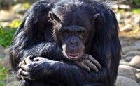 Is Chimp Grief Evidence of Evolution?