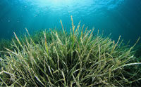 Seagrass Re-evolution