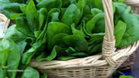 Nourishing your body with superfoods including cilantro, mint and spinach helps ward off Alzheimer’s disease and dementia