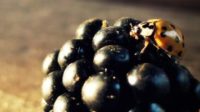 Berries vs. Pesticides in Parkinson’s Disease