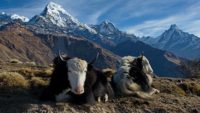 Yaks—Living the High Life