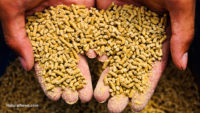 Russia clamps down on GM animal feed, banning imports from around the globe