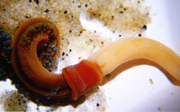 Sea Worm Is ‘Man’s Ancestor’