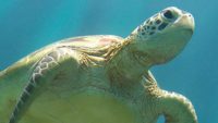 Why Did Turtle Shells Evolve?