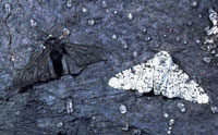 Peppered Moth Still Not Evolving