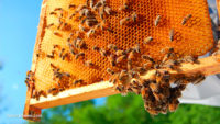 57 different herbicides linked to the rapidly declining bee population