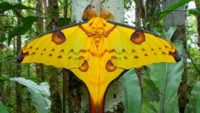 Giant Silk Moths—Butterflies’ Unsung Rivals