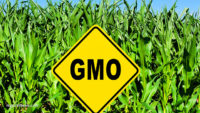 GMO ban expands in Russia as Putin halts all production and imports