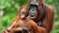 Shocking: Orangutans to be extinct in just 10 years?