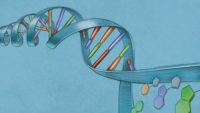 Beyond the DNA-Protein Paradox: A “Clutch” of Other Chicken-Egg Paradoxes in Cell and Molecular Biology