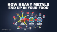 Eating heavy metals more dangerous to your health than SMOKING: Watch this urgent presentation (it could save you from EARLY DEATH)