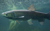 Wild Carp Rapidly Regrow Scales