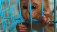 Autism symptoms detected in vaccinated baby monkeys