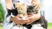 Cat-scratch disease: Why cuddling a kitten could actually kill you