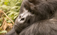 Gorillas, Endangerment, and Evolutionary Morality