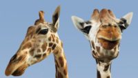 New Evidence for Evolution? Giraffes Turn into . . . Giraffes!