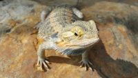 Do Naked Bearded Dragons Reveal Common Ancestry of Scales, Feathers, and Fur?