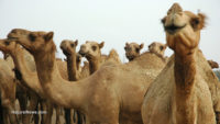 There are amazing health benefits from drinking camel’s milk