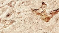 Dinosaur Footprint Wall in Bolivia