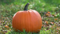 Enjoy the highly nutritious benefits of pumpkin year round