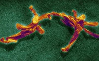 Prions Pass Traits by Their Shape, Not DNA