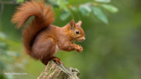 Warning: Red squirrels could be spreading human leprosy in the UK